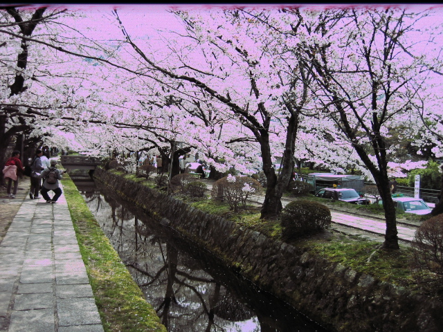 桜満開の哲学の道