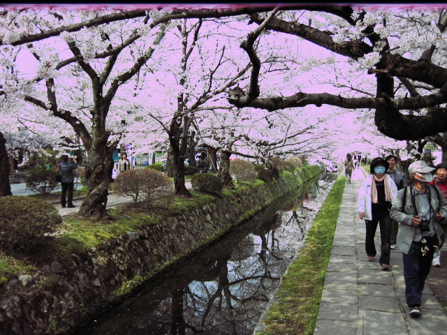 哲学の道の桜