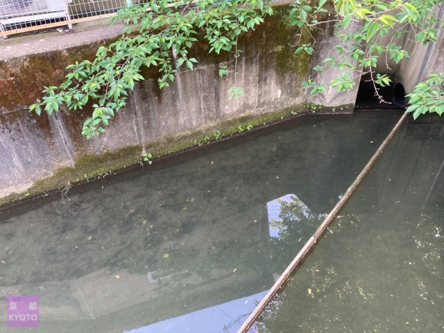 交番の裏で最も花びらが密集する場所