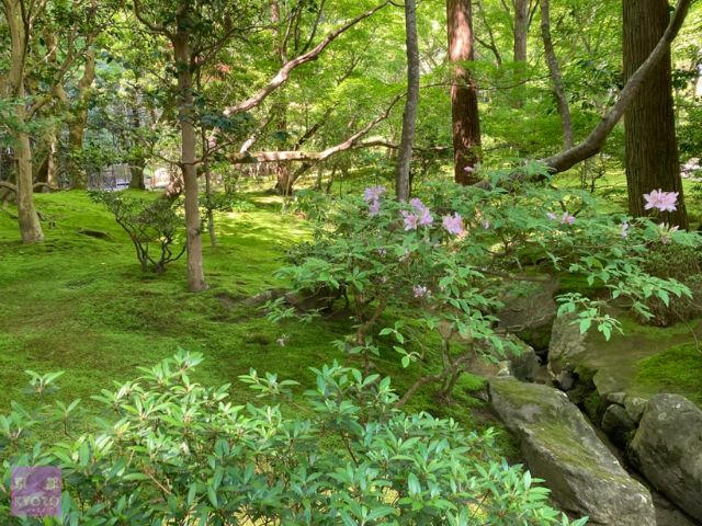 緑が鮮やかな庭園