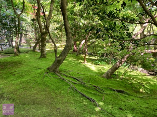 苔の緑が鮮やか