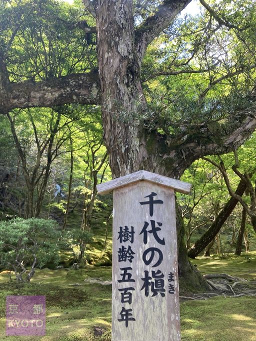 銀閣寺の庭園千代の槇