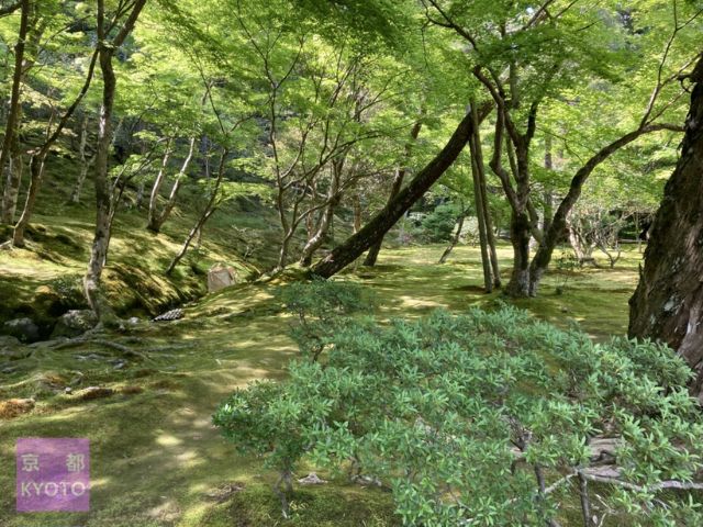 銀閣寺庭園一面緑